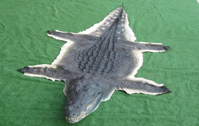 Navy Blue Real Crocodile Alligator Skin Leather Hide Exotic Pelt Taxidermy  Craft